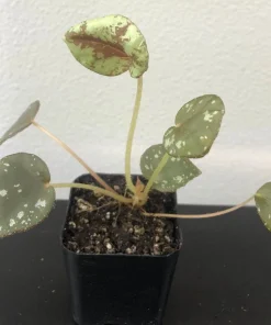 Begonia Nigritarum Live Plant – 5 Leaves – 3 inch Pot – Indoor - Image 8