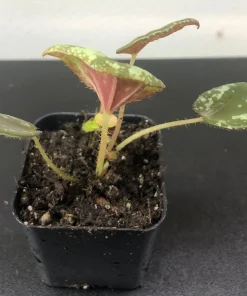Begonia Nigritarum Live Plant – 5 Leaves – 3 inch Pot – Indoor - Image 9