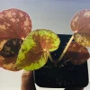 Begonia Nigritarum Live Plant – 5 Leaves – 3 inch Pot – Indoor - Image 1