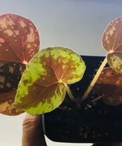 Begonia Nigritarum Live Plant – 5 Leaves – 3 inch Pot – Indoor - Image 1