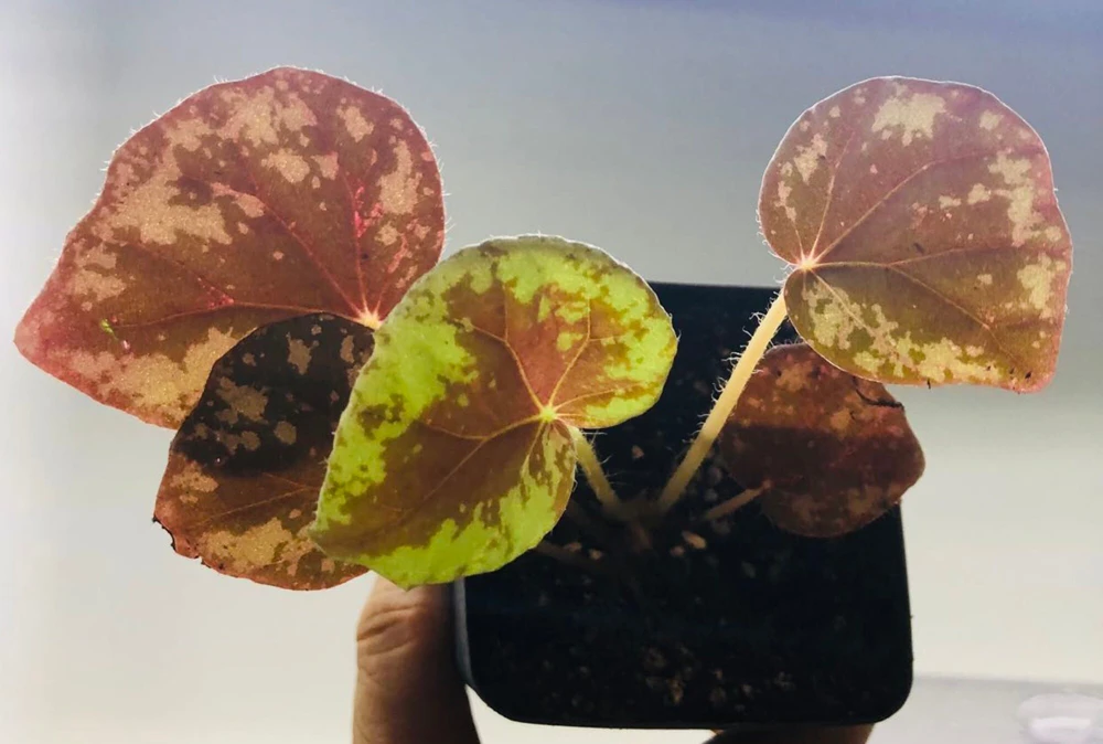 Begonia Nigritarum Live Plant – 5 Leaves – 3 inch Pot – Indoor - Image 1