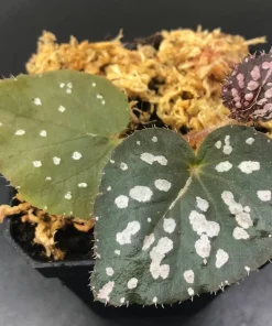 Begonia Rex Betsy Live Plant – 3 inch Nursery Pot – Indoor Foliage Plant - Image 10