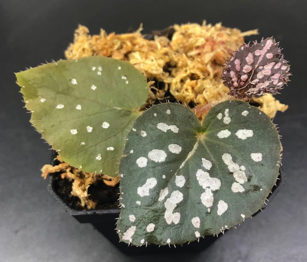 Begonia Rex Betsy Live Plant – 3 inch Nursery Pot – Indoor Foliage Plant - Image 10