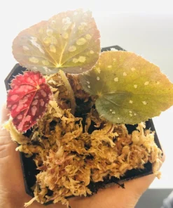 Begonia Rex Betsy Live Plant – 3 inch Nursery Pot – Indoor Foliage Plant - Image 2