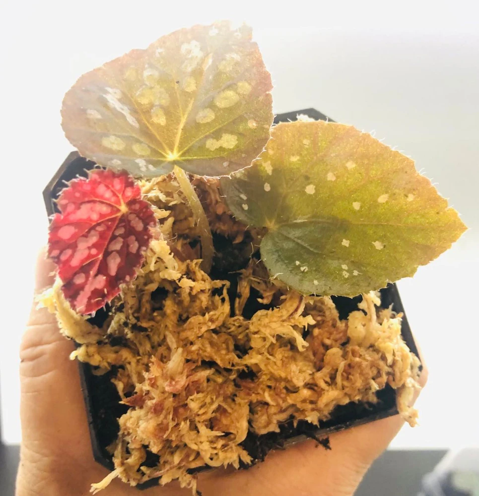 Begonia Rex Betsy Live Plant – 3 inch Nursery Pot – Indoor Foliage Plant - Image 2