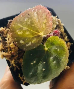 Begonia Rex Betsy Live Plant – 3 inch Nursery Pot – Indoor Foliage Plant - Image 3
