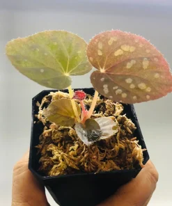Begonia Rex Betsy Live Plant – 3 inch Nursery Pot – Indoor Foliage Plant - Image 4
