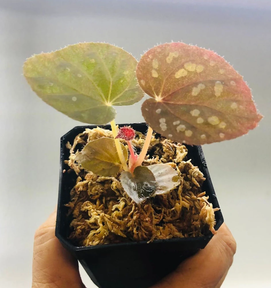Begonia Rex Betsy Live Plant – 3 inch Nursery Pot – Indoor Foliage Plant - Image 4