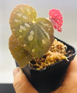 Begonia Rex Betsy Live Plant – 3 inch Nursery Pot – Indoor Foliage Plant - Image 8