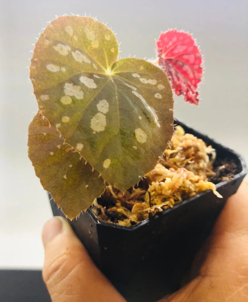 Begonia Rex Betsy Live Plant – 3 inch Nursery Pot – Indoor Foliage Plant - Image 8