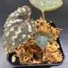 Begonia Rex Betsy Live Plant – 3 inch Nursery Pot – Indoor Foliage Plant - Image 1