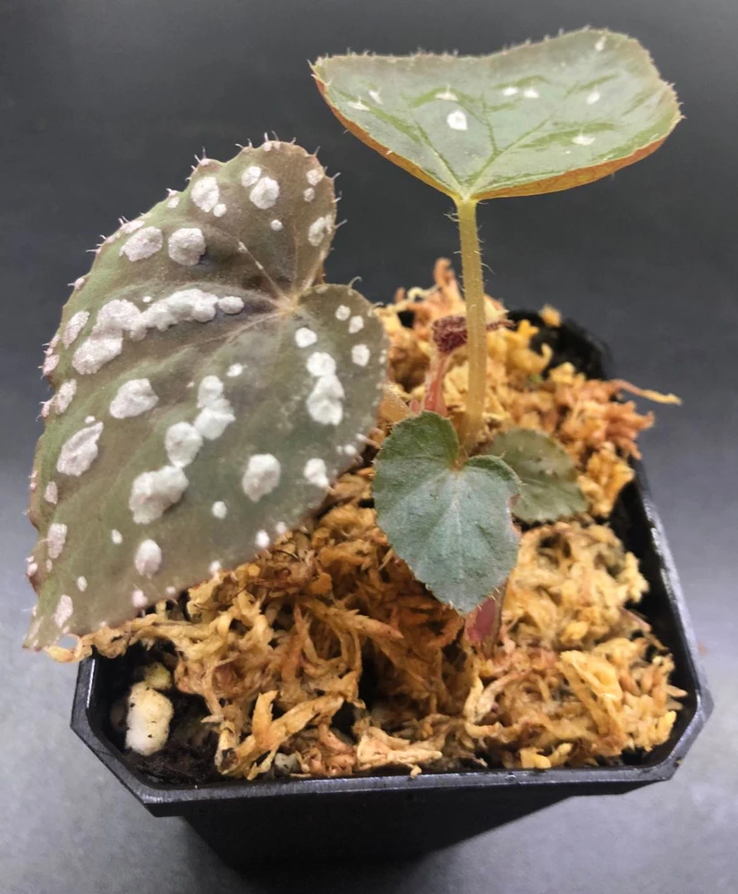 Begonia Rex Betsy Live Plant – 3 inch Nursery Pot – Indoor Foliage Plant - Image 1