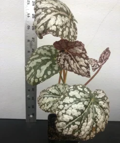 Begonia Rex Betsy Live Plant – 3 inch pot – Potted Houseplant Indoor - Image 2