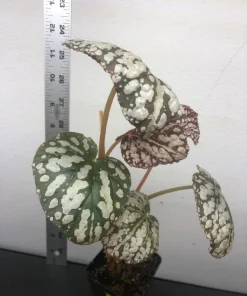 Begonia Rex Betsy Live Plant – 3 inch pot – Potted Houseplant Indoor - Image 3