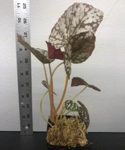Begonia Rex Betsy Live Plant – 3 inch pot – Potted Houseplant Indoor - Image 4