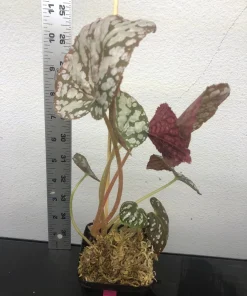 Begonia Rex Betsy Live Plant – 3 inch pot – Potted Houseplant Indoor - Image 5