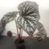 Begonia Rex Betsy Live Plant – 3 inch pot – Potted Houseplant Indoor - Image 1