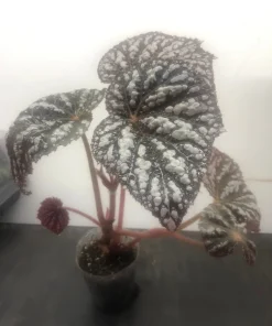 Begonia Rex Betsy Live Plant – 3 inch pot – Potted Houseplant Indoor - Image 1
