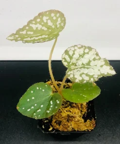 Begonia Rex Betsy Live Plant - 3