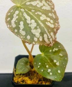 Begonia Rex Betsy Live Plant - 3