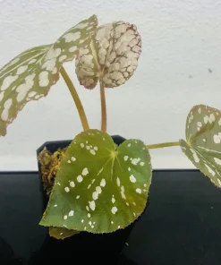 Begonia Rex Betsy Live Plant - 3