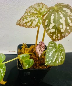 Begonia Rex Betsy Live Plant - 3