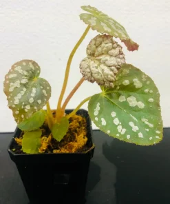 Begonia Rex Betsy Live Plant - 3