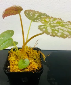 Begonia Rex Betsy Live Plant - 3