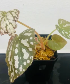 Begonia Rex Betsy Live Plant - 3