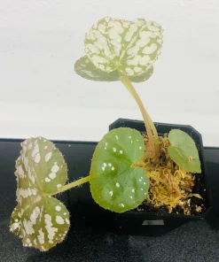 Begonia Rex Betsy Live Plant - 3