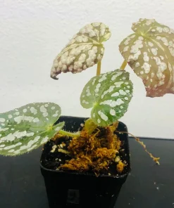 Begonia Rex Betsy Live Plant - 3