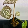 Begonia Rex Betsy Live Plant - 3" Pot, Metallic Spots, Blue Hues, Indoor - Image 1