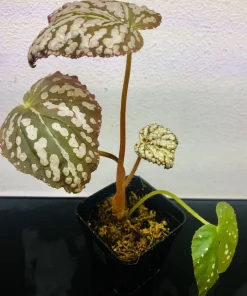 Begonia Rex Betsy Live Plant - 3