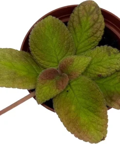 Belize Flame Violet Episcia Live Plant - 2.5" Pot Indoor Houseplant - Image 2