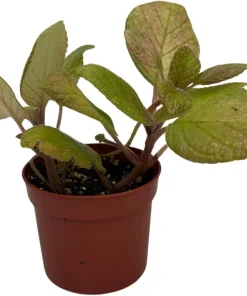Belize Flame Violet Episcia Live Plant - 2.5