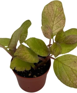 Belize Flame Violet Episcia Live Plant - 2.5