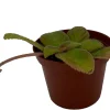 Belize Flame Violet Episcia Live Plant - 2.5" Pot Indoor Houseplant - Image 1