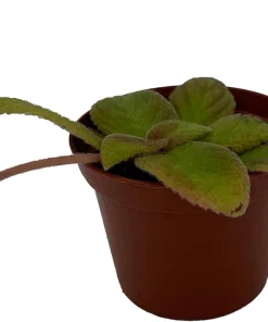Belize Flame Violet Episcia Live Plant - 2.5