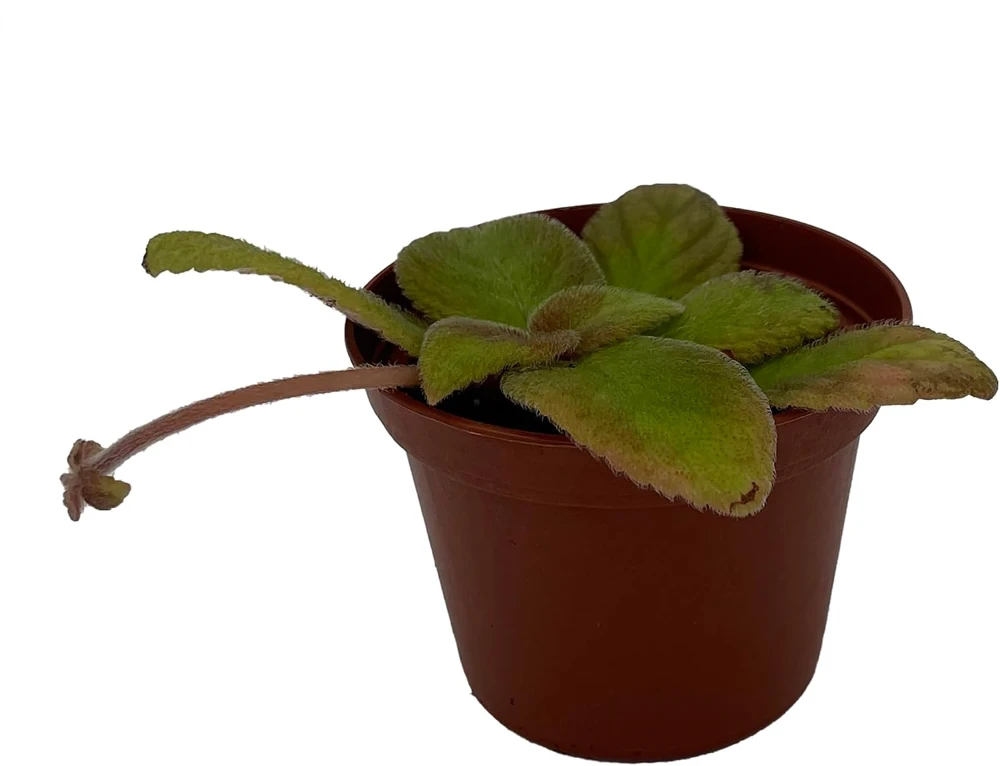 Belize Flame Violet Episcia Live Plant - 2.5" Pot Indoor Houseplant - Image 1