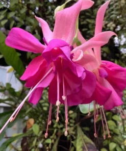 Bella Rosella Fuchsia Live Plant - 2-Pack, 5