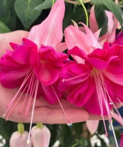 Bella Rosella Fuchsia Live Plant - 2-Pack, 5