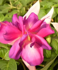 Bella Rosella Fuchsia Live Plant - 2-Pack, 5