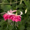 Bella Rosella Fuchsia Live Plant - 2-Pack, 5" Pot, Pink Flowering, Shade Loving - Image 1