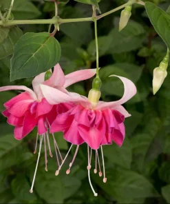 Bella Rosella Fuchsia Live Plant - 2-Pack, 5