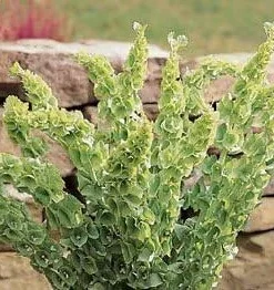 Bells of Ireland Seeds - Moluccella laevis - 25 Annual Flower Seeds - Image 2