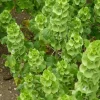 Bells of Ireland Seeds - Moluccella laevis - 25 Annual Flower Seeds - Image 1