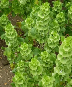Bells of Ireland Seeds - Moluccella laevis - 25 Annual Flower Seeds - Image 1