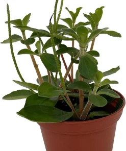 Belly Button Peperomia Plant - Peperomia verticillata Live Plant 2.5