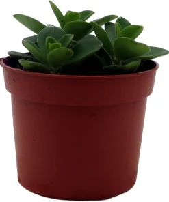 Belly Button Peperomia Plant - Peperomia verticillata Live Plant 2.5