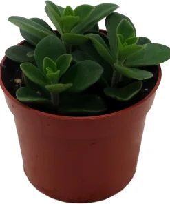 Belly Button Peperomia Plant - Peperomia verticillata Live Plant 2.5